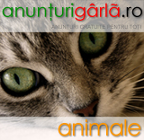 Imagine anunturi animale